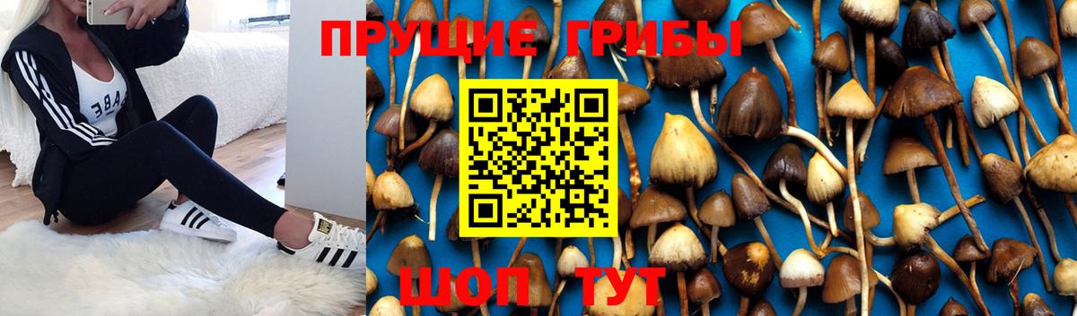 Нурлат  Псилоцибиновые грибы Cubensis  Вход с VPN  Галлюциногенные грибы прущие грибы 
